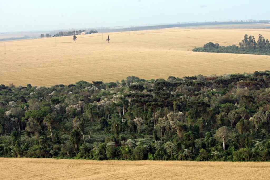 Agricultores do Paraná que preservarem áreas nativas podem receber até R$ 280 por ha